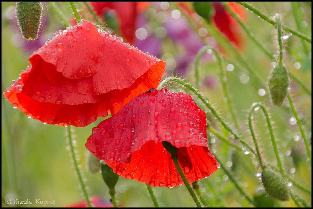 nach dem Regen