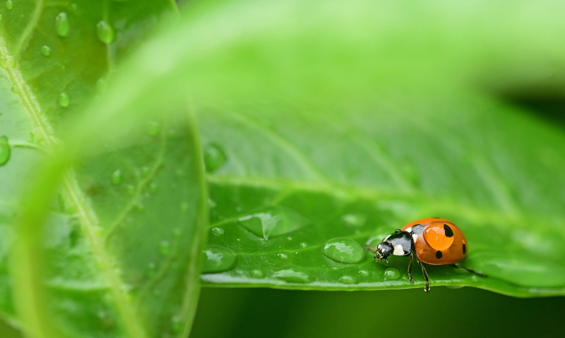 Nach dem Regen