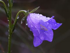 Nach dem Regen