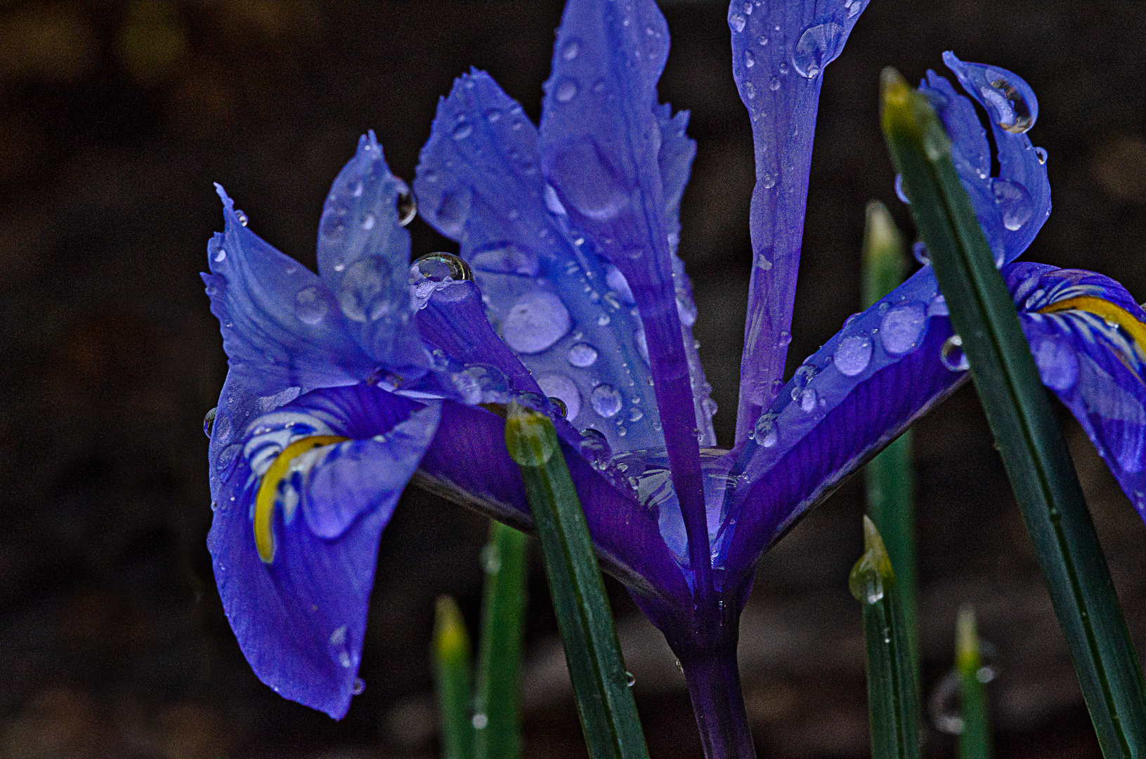 nach dem Regen