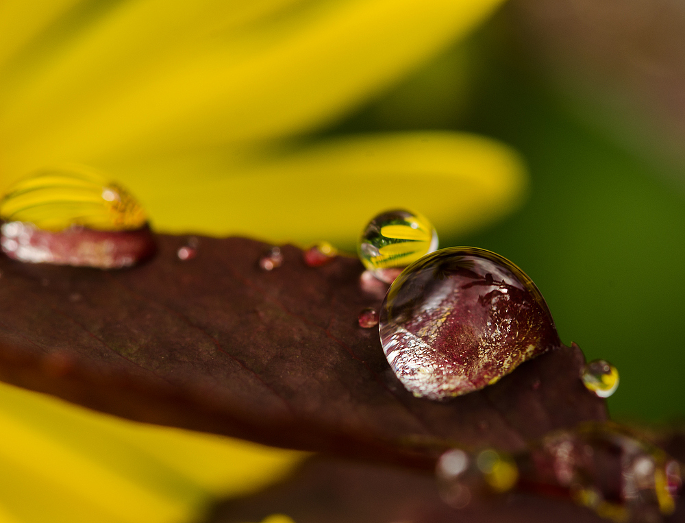 nach dem Regen.....