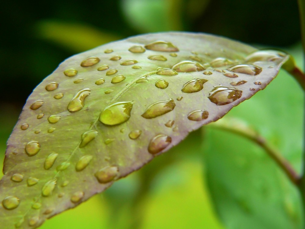 Nach dem Regen