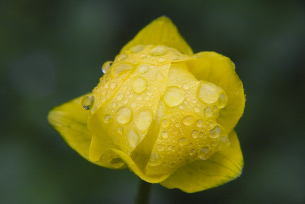 Nach dem Regen von Kathrin M