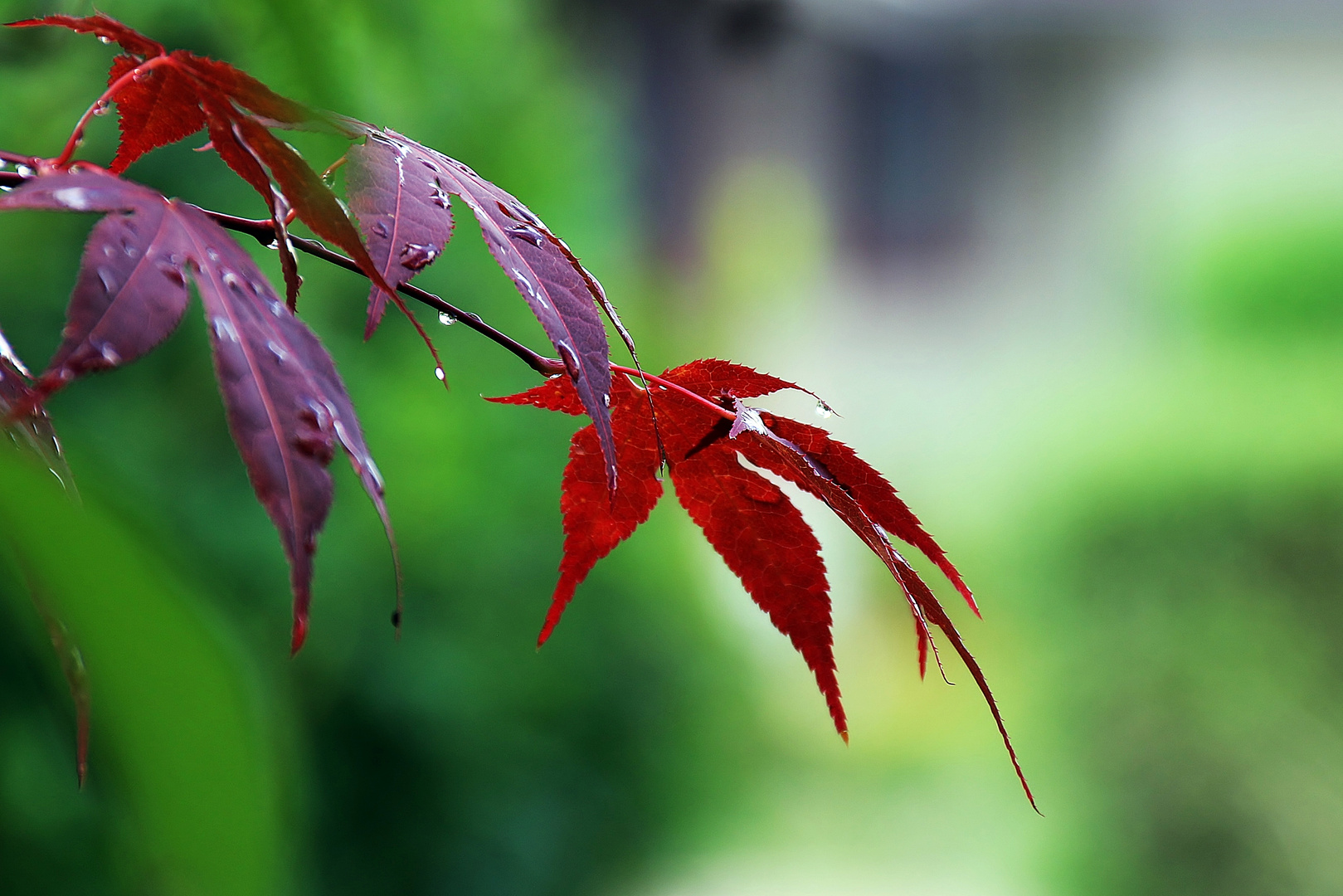 nach dem Regen