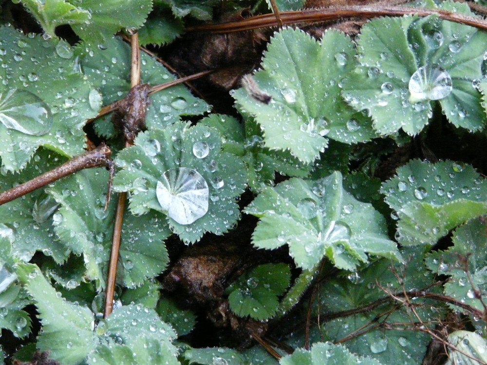 Nach dem Regen