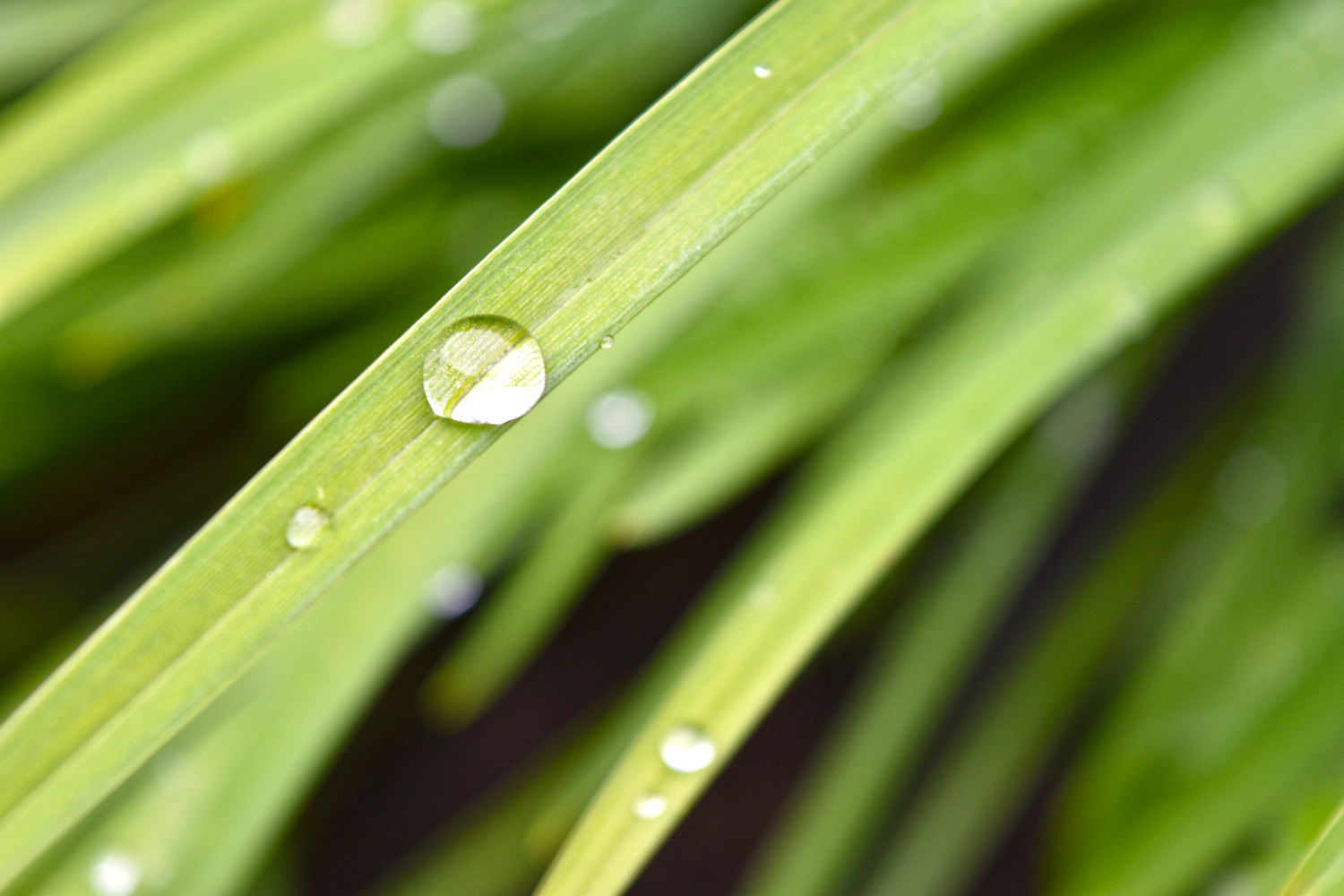 Nach dem Regen...