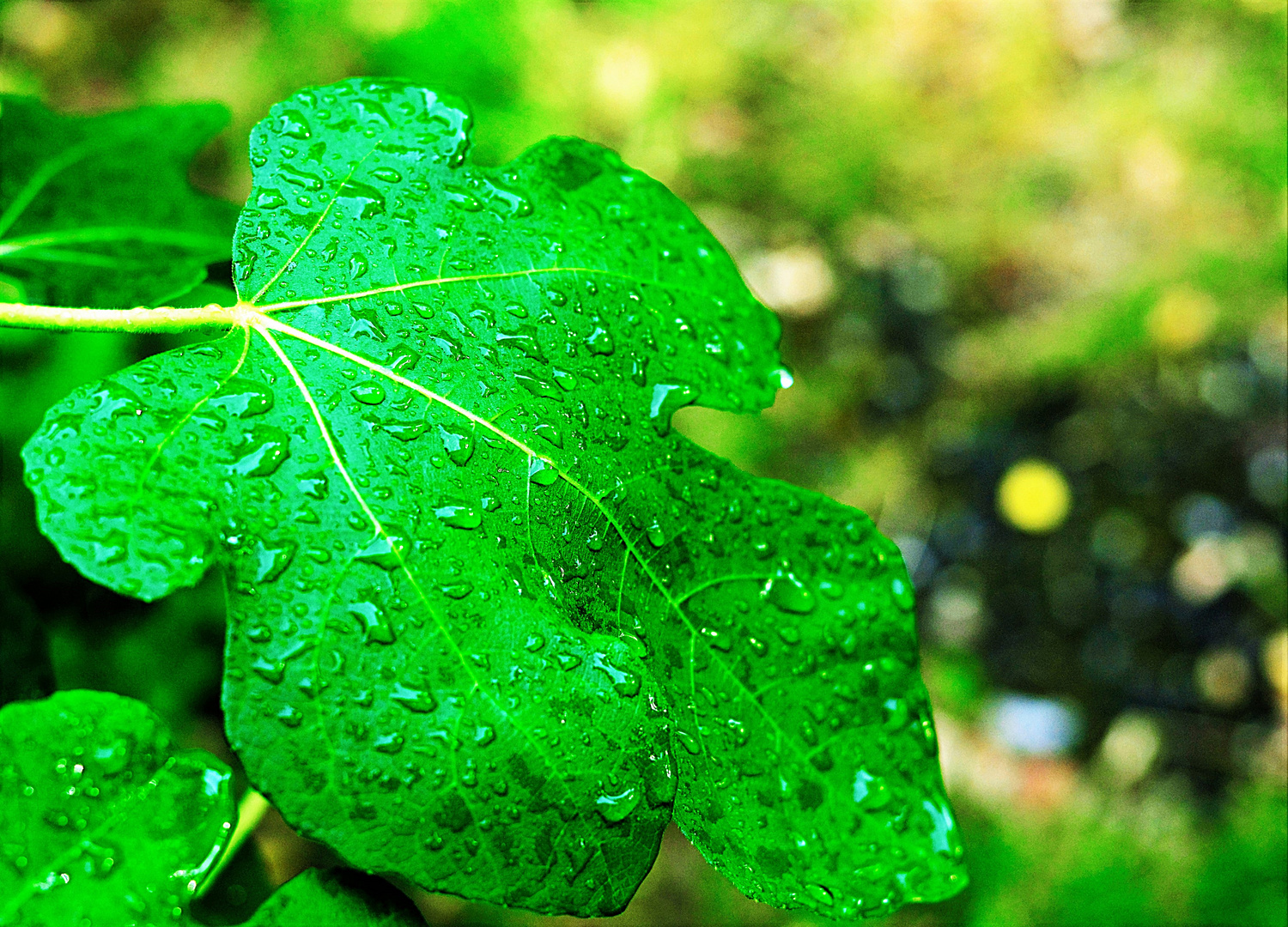 Nach dem Regen