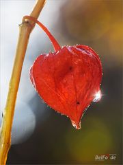 Nach dem Regen