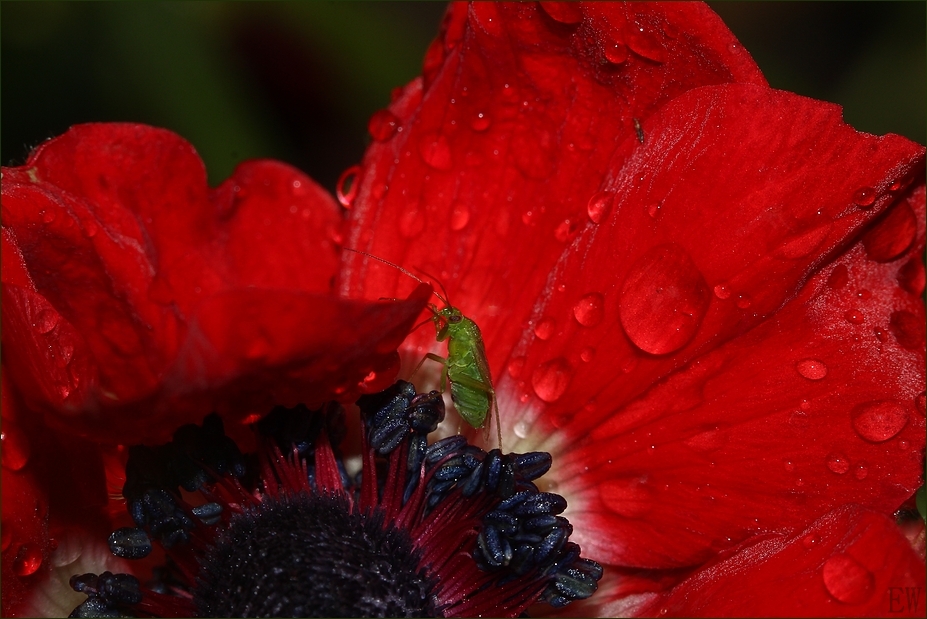 nach dem Regen...