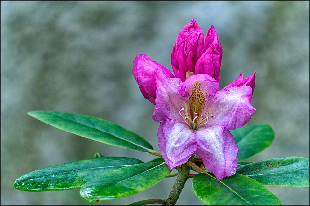 nach dem Regen...