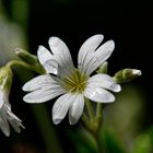 nach dem Regen