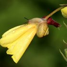 nach dem Regen