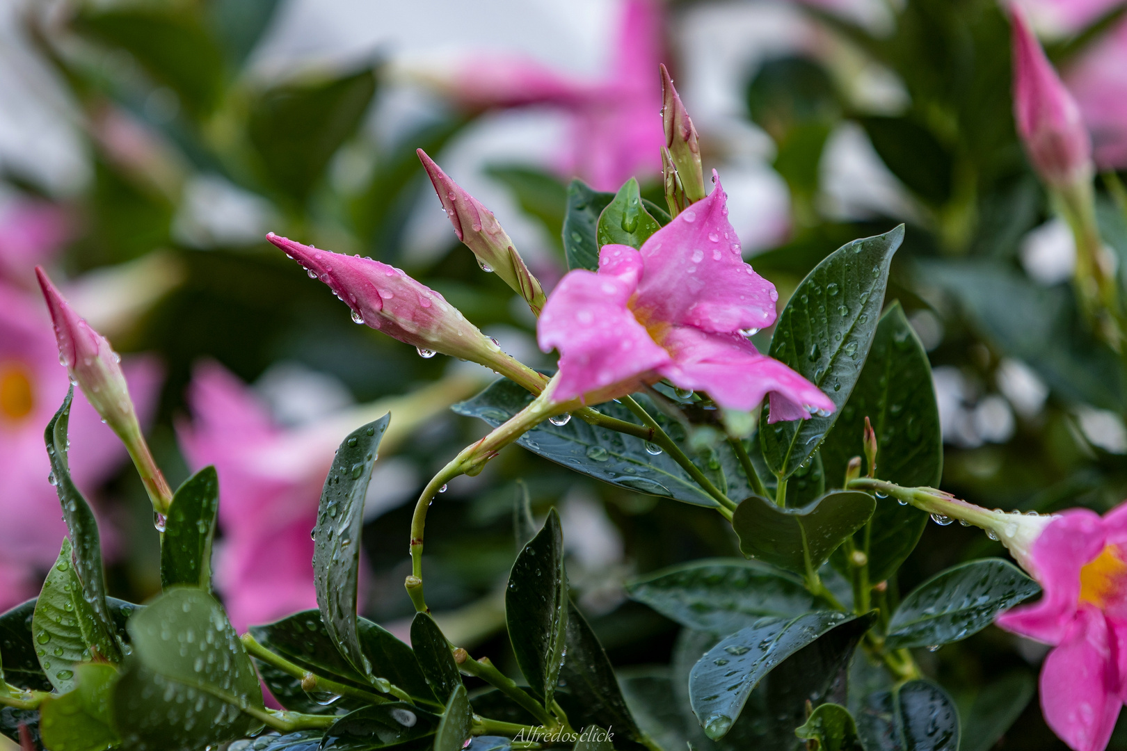 Nach dem Regen