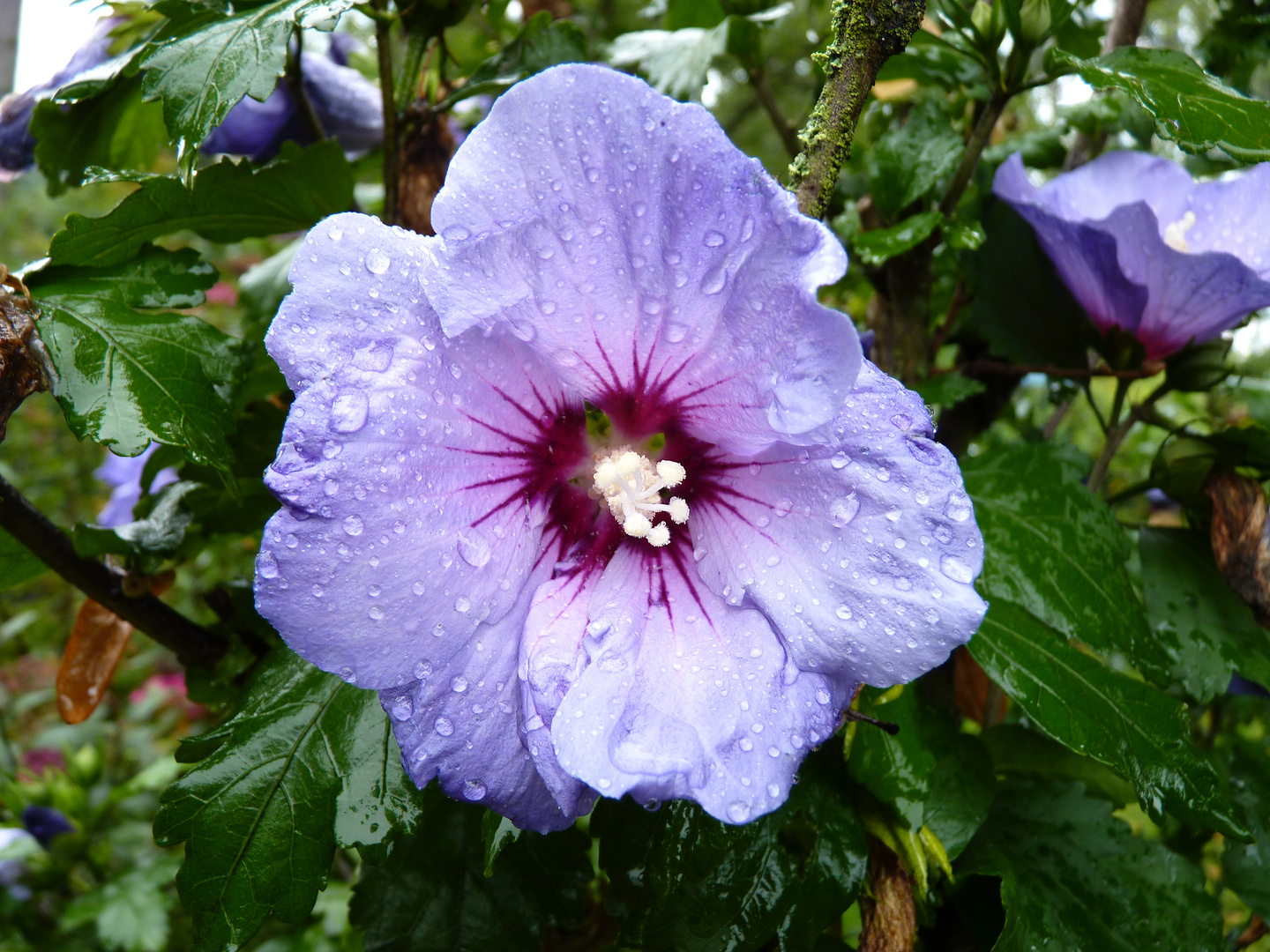 Nach dem Regen