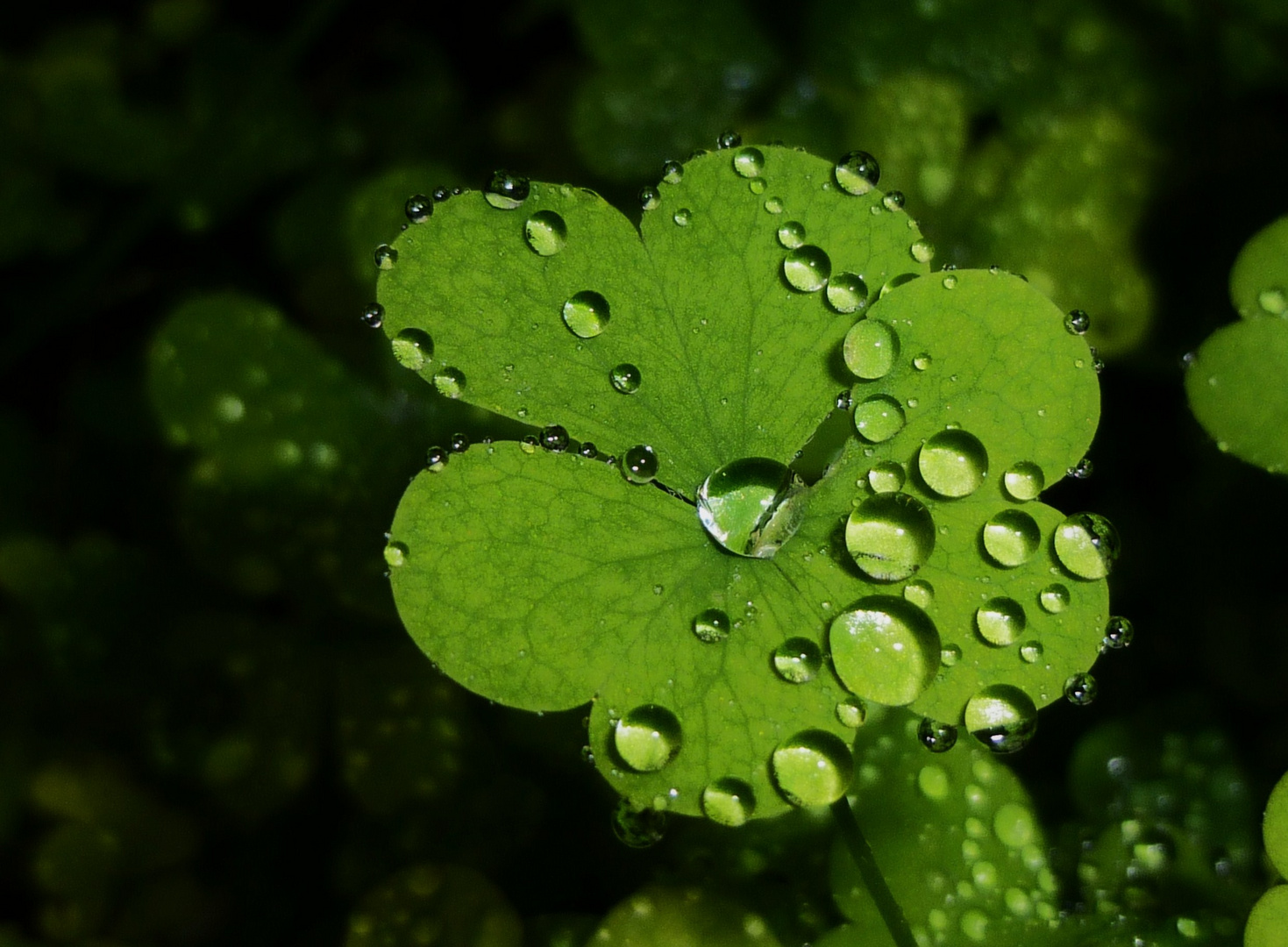 nach dem Regen