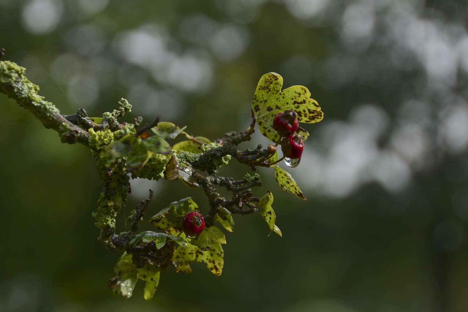 Nach dem Regen