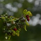 Nach dem Regen