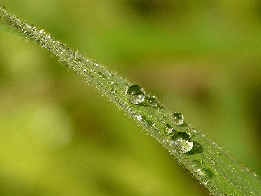 Nach dem Regen...