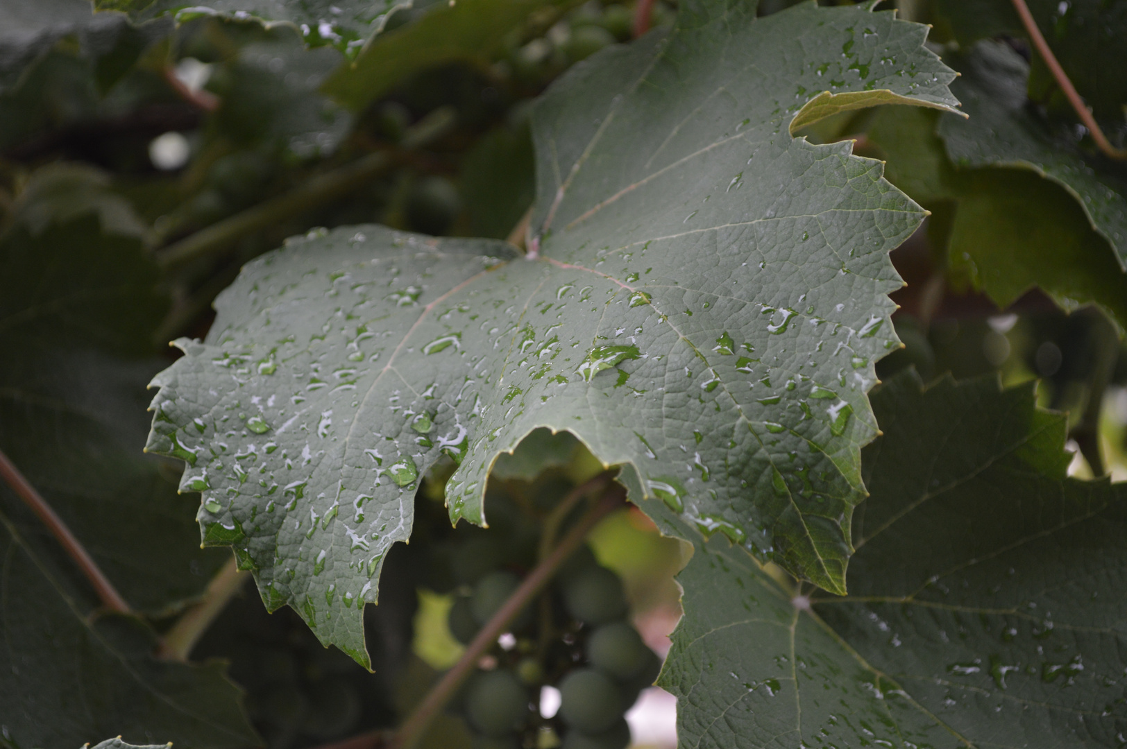 Nach dem Regen...