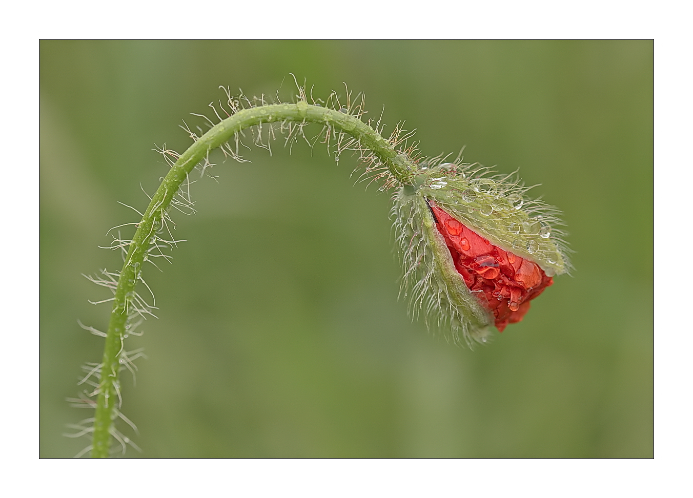 Nach dem Regen