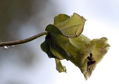 Nach dem Regen