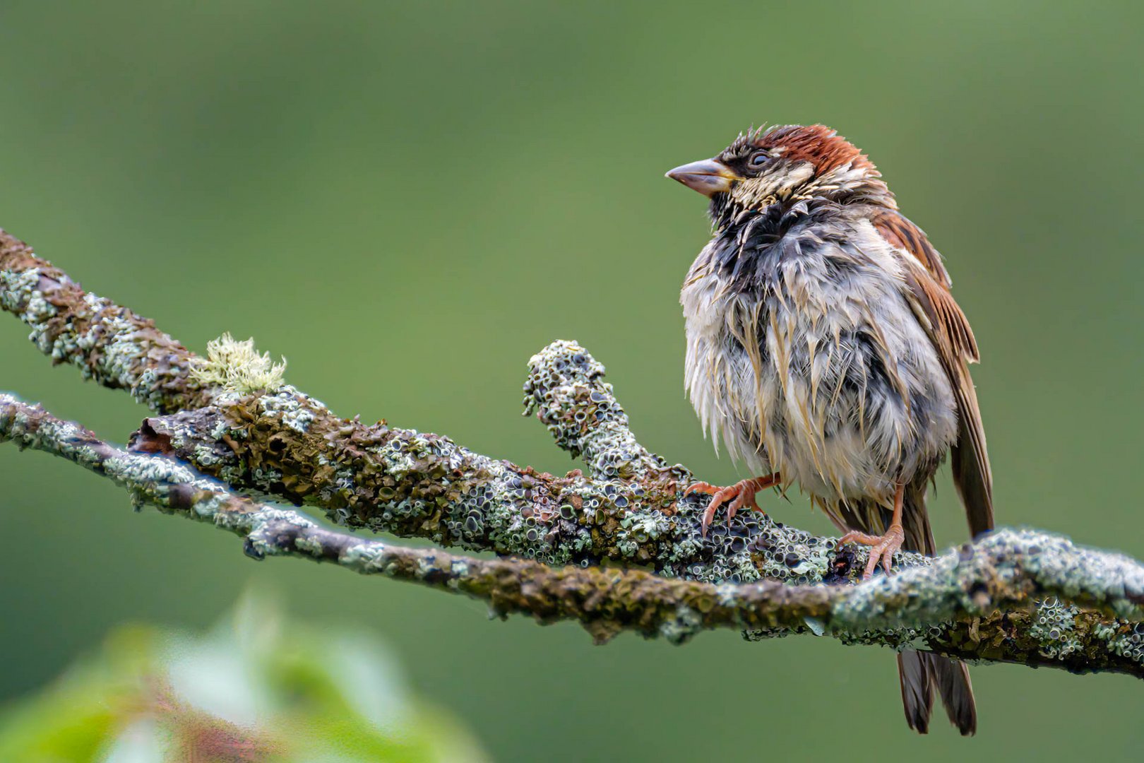 Nach dem Regen / After the rain