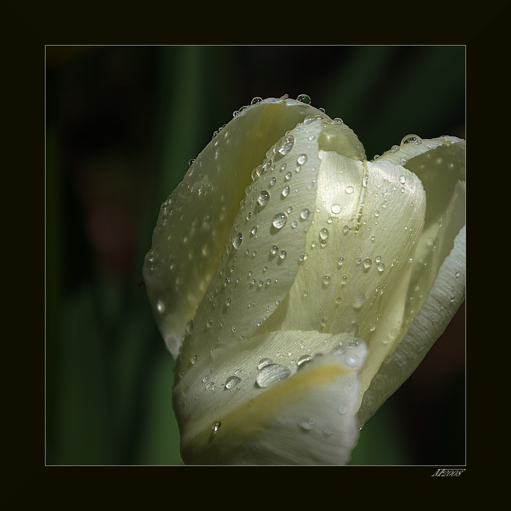 nach dem Regen / after the rain