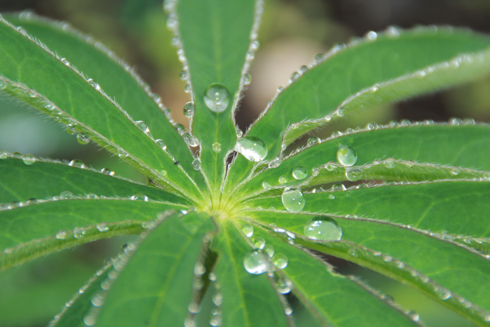 Nach dem Regen 