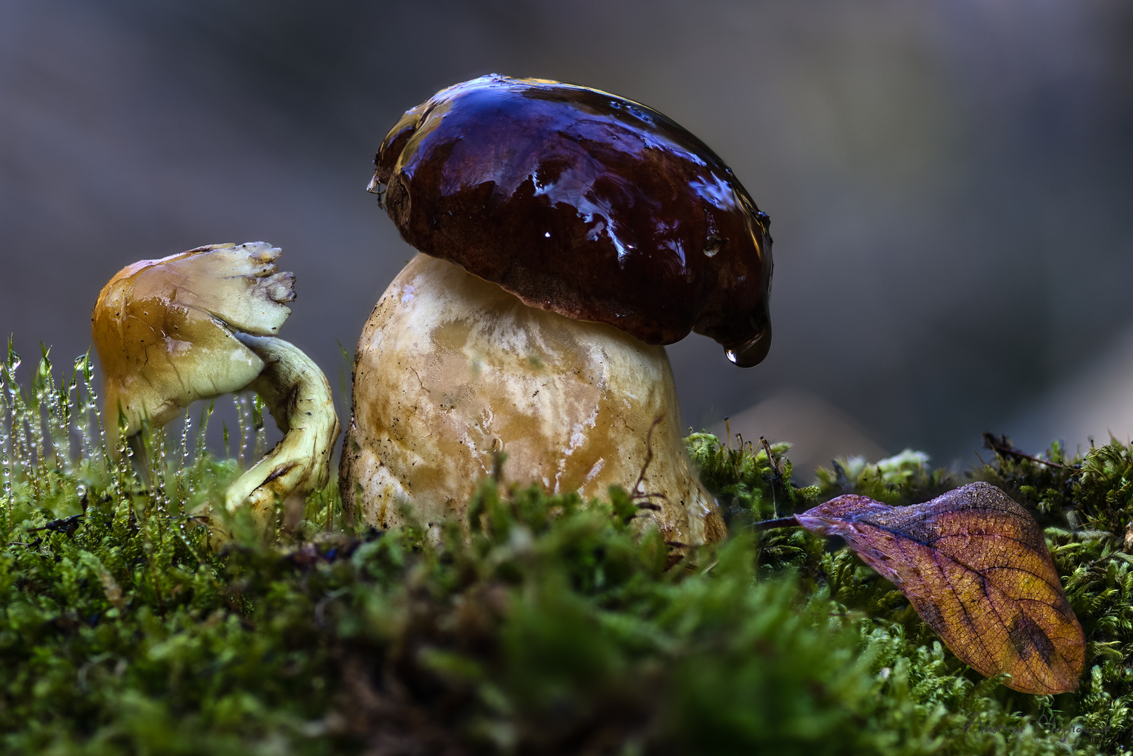 Nach dem Regen