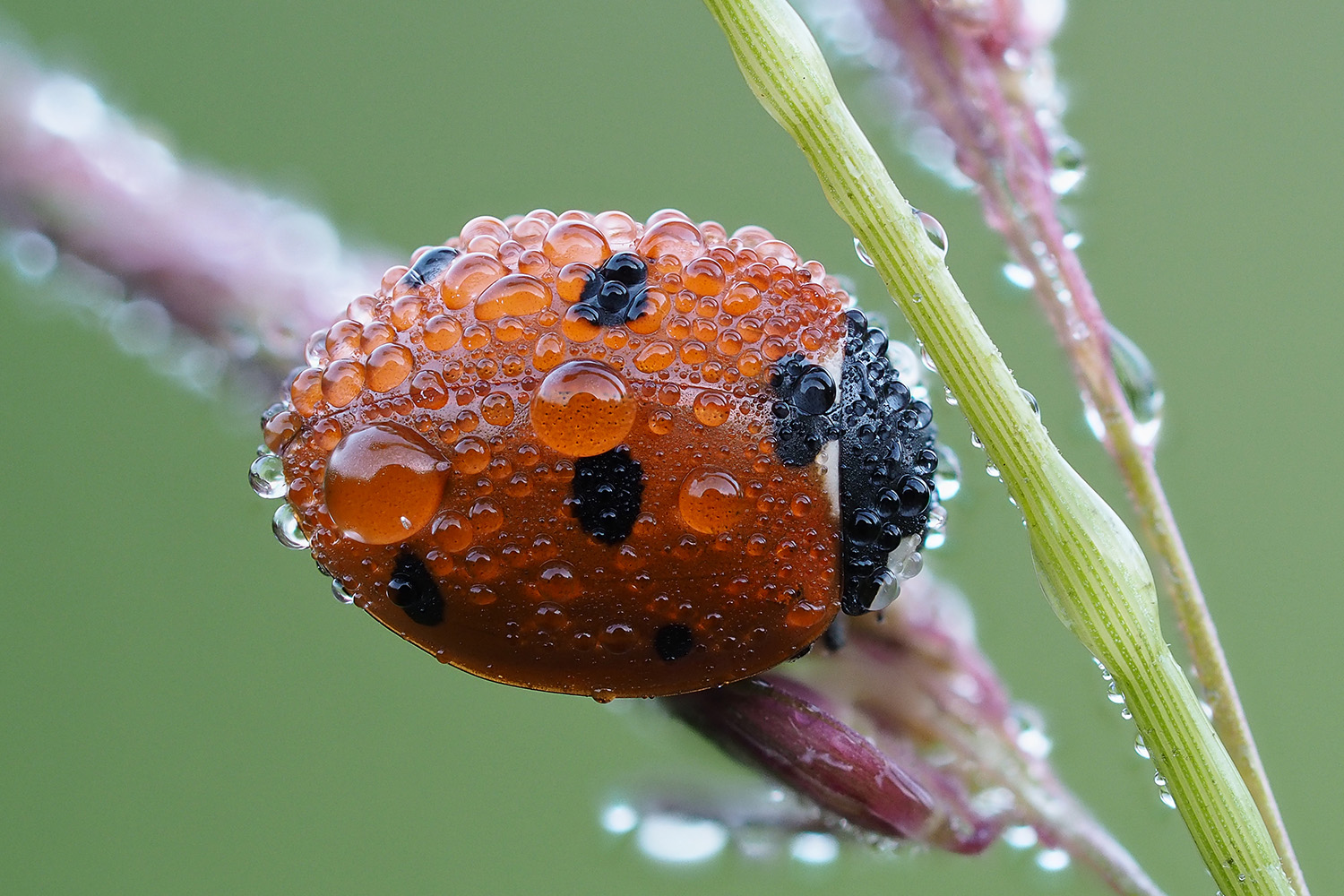 Nach dem Regen