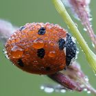 Nach dem Regen