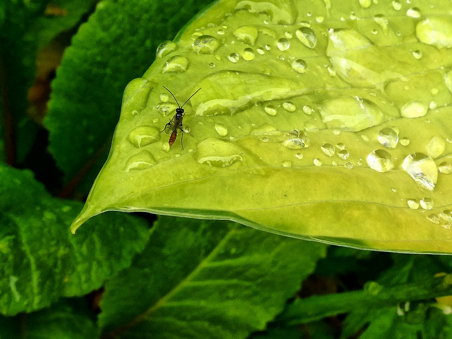 Nach dem Regen ...