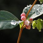 Nach dem Regen