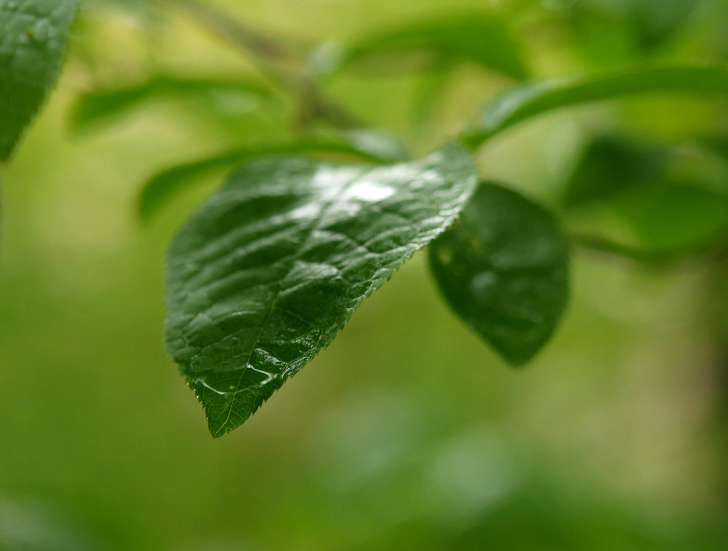 Nach dem Regen