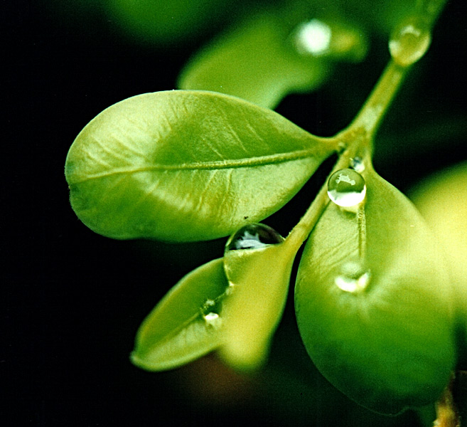 Nach dem Regen