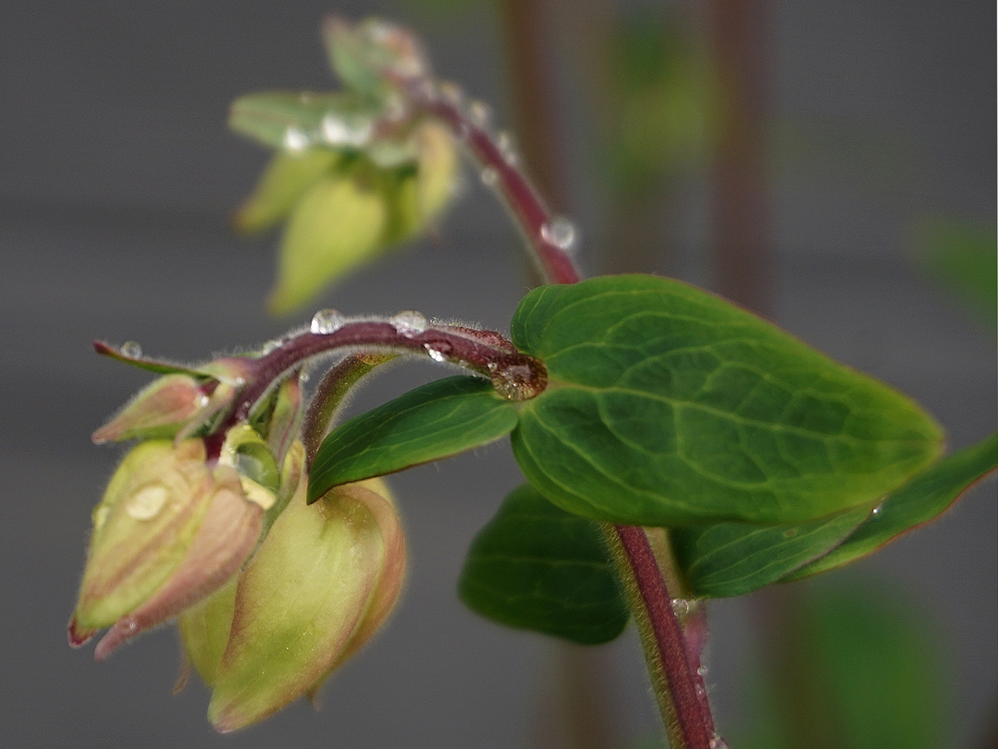 Nach dem Regen