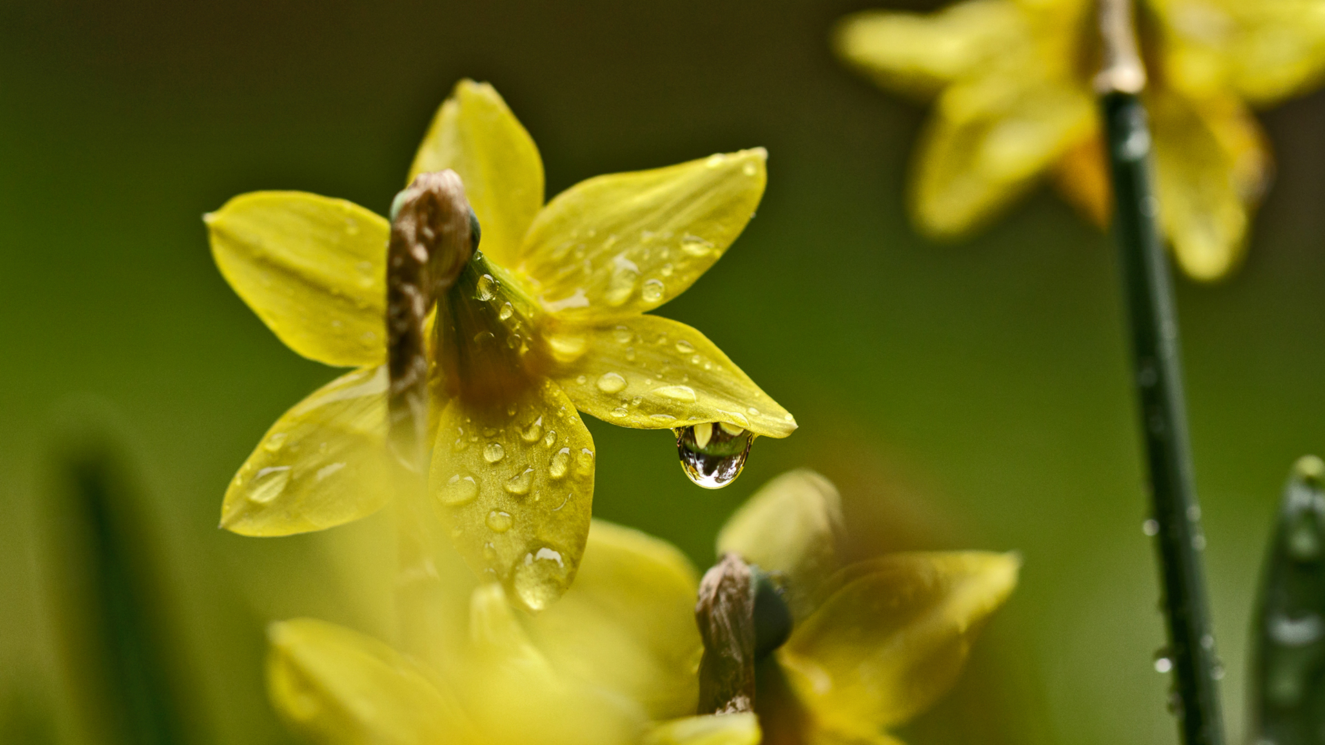 nach dem Regen ...