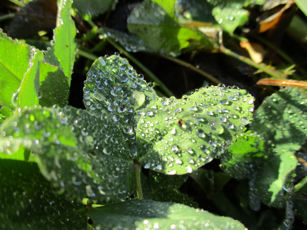  nach dem Regen