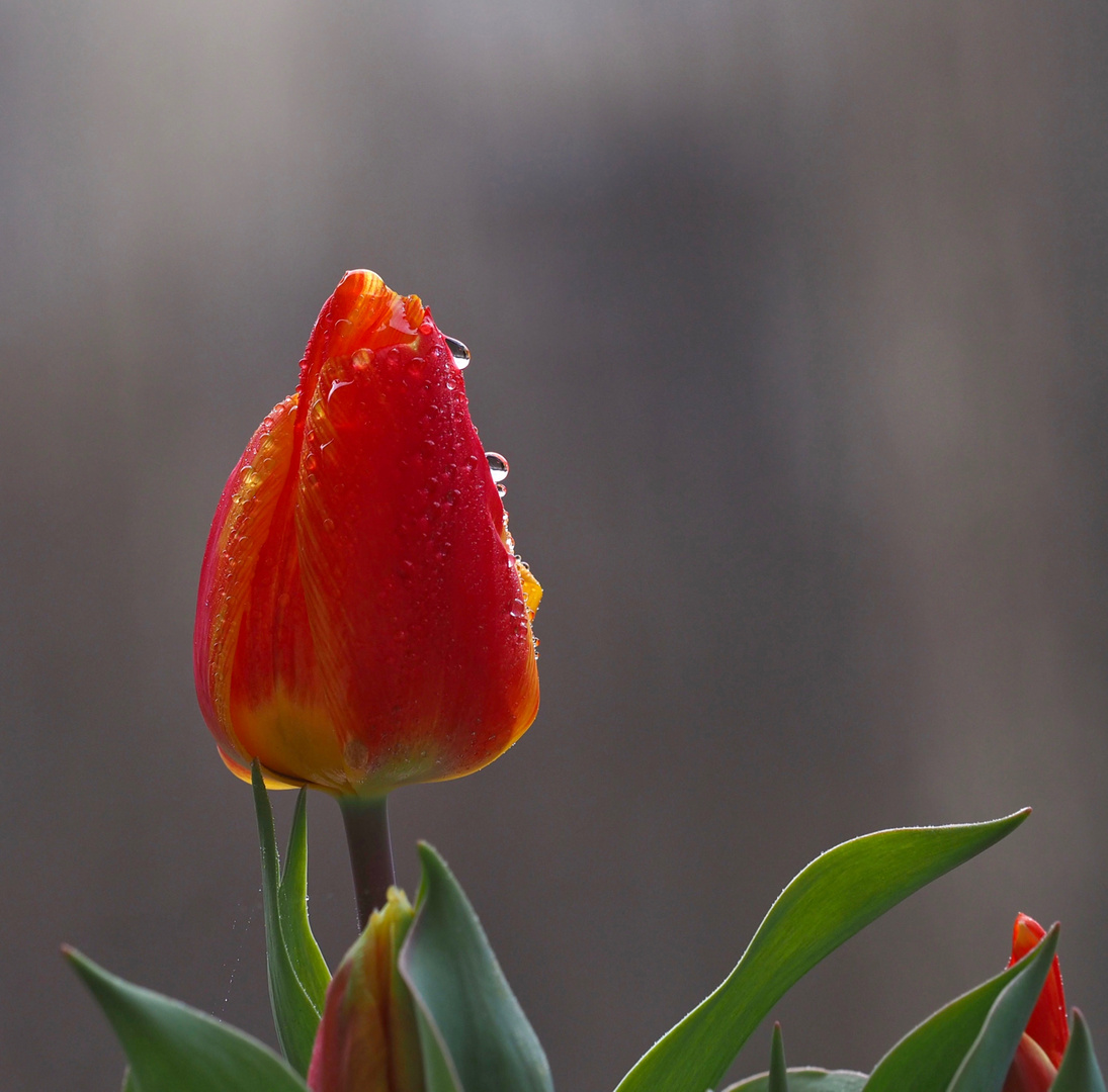 Nach dem Regen...