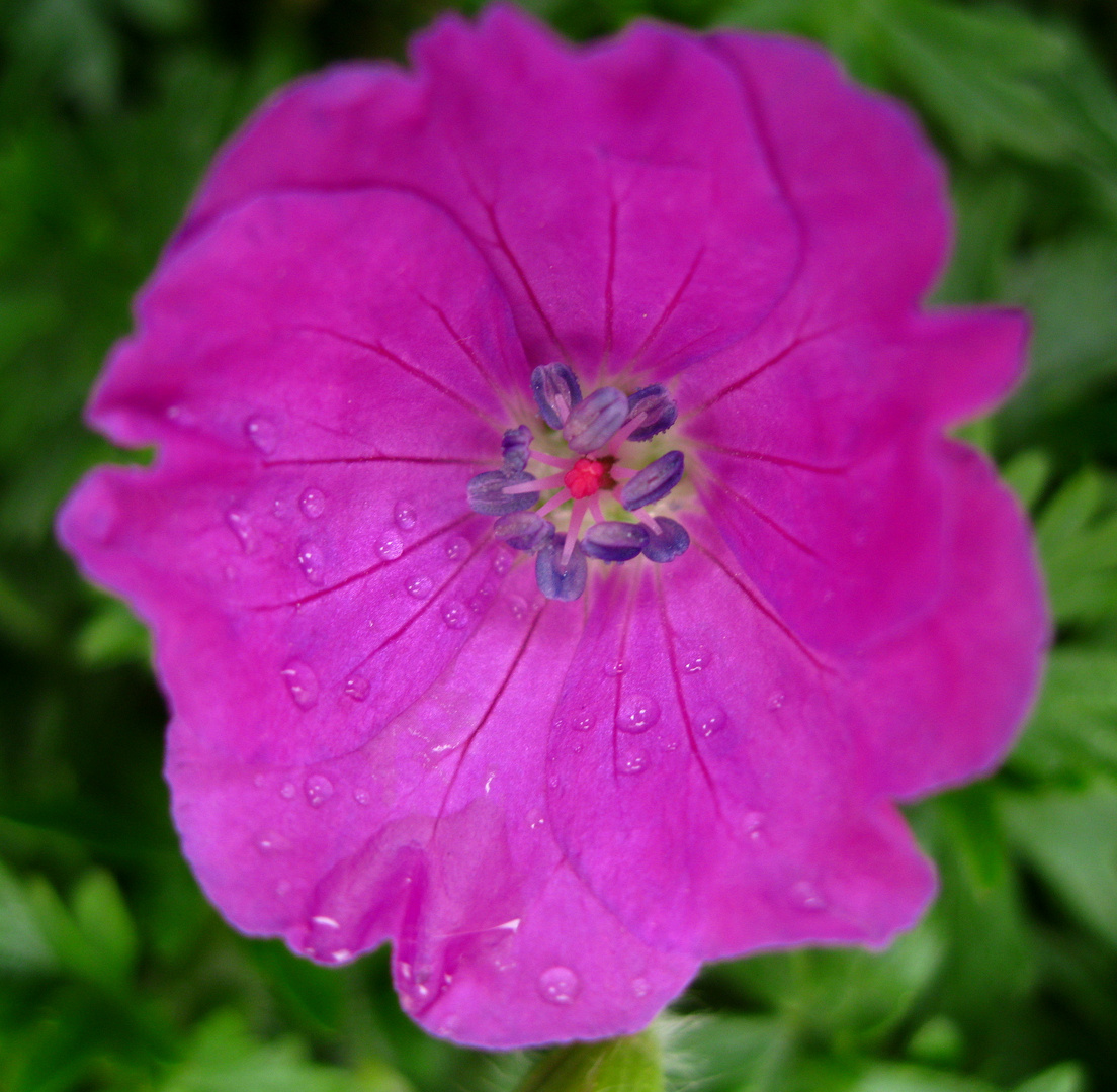 Nach dem Regen