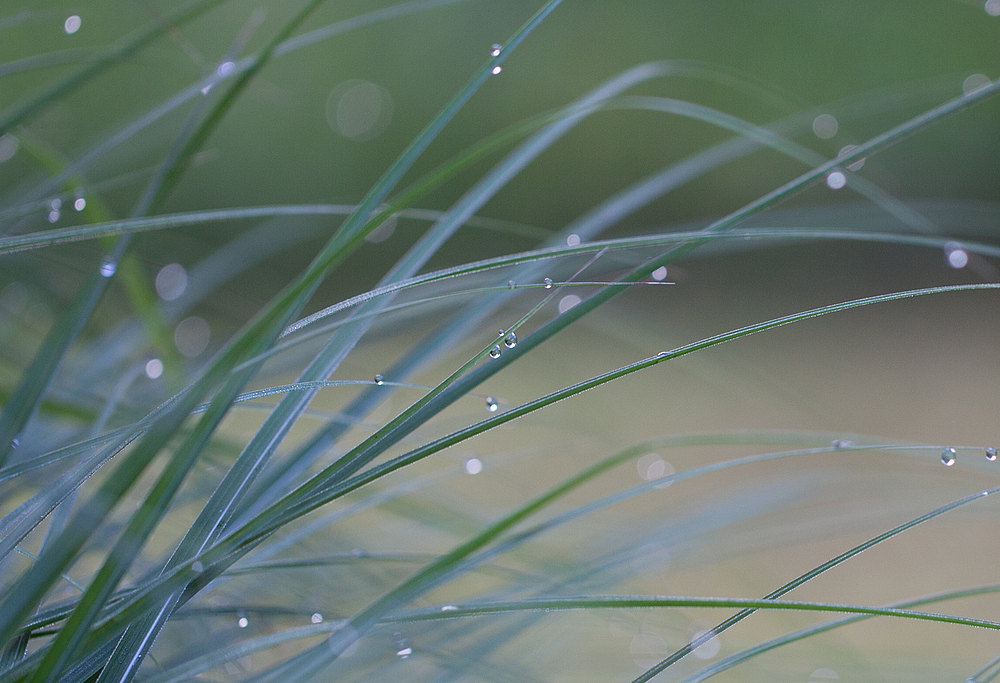 nach dem Regen