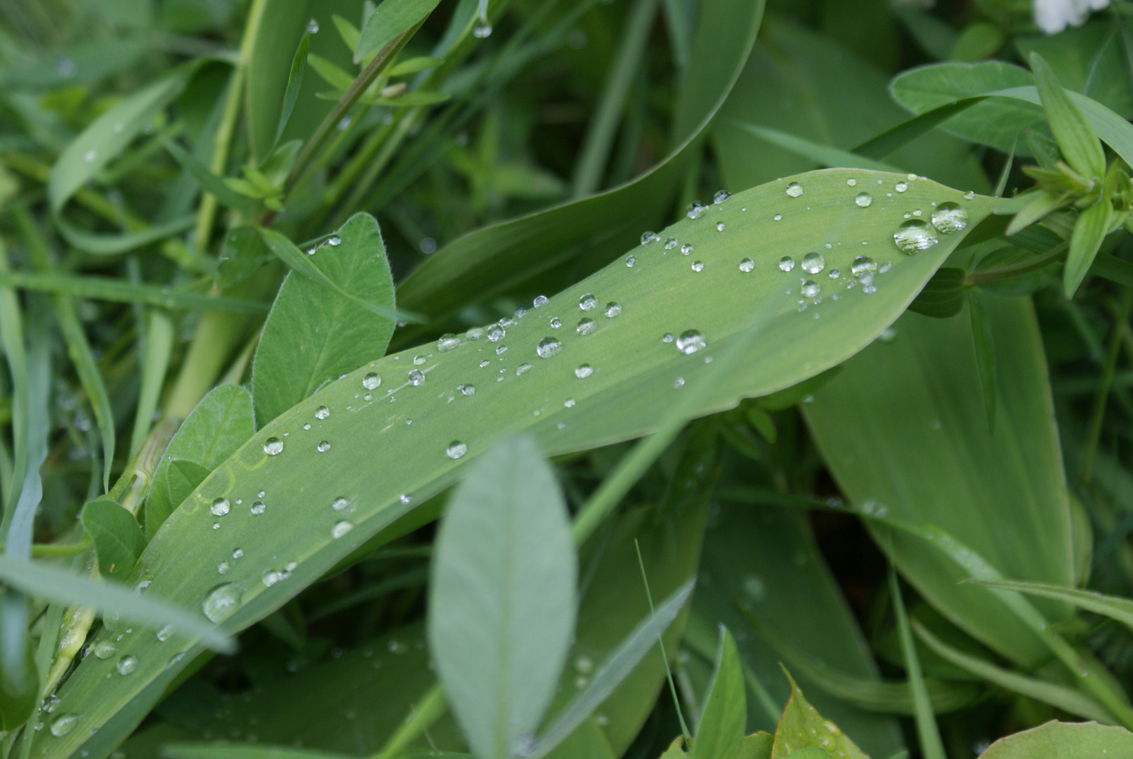 Nach dem Regen