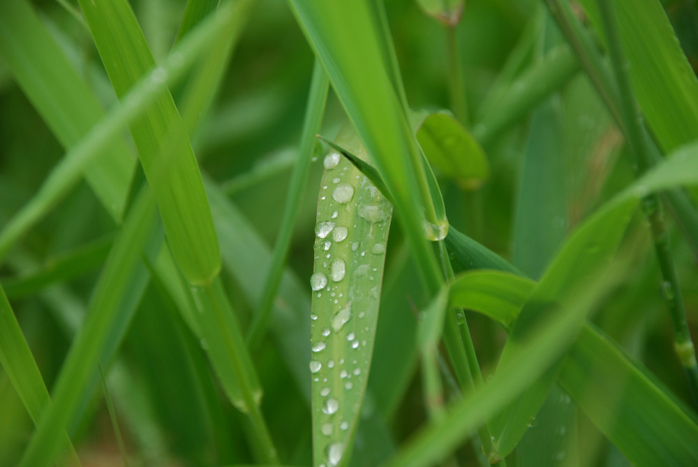 Nach dem Regen