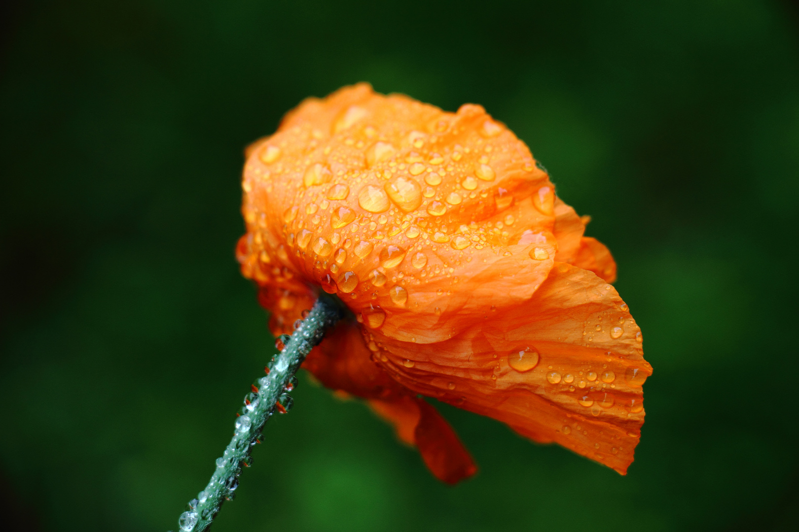 Nach dem Regen