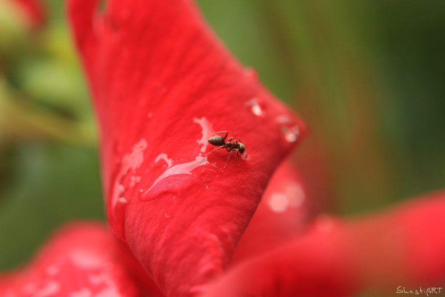 Nach dem Regen....