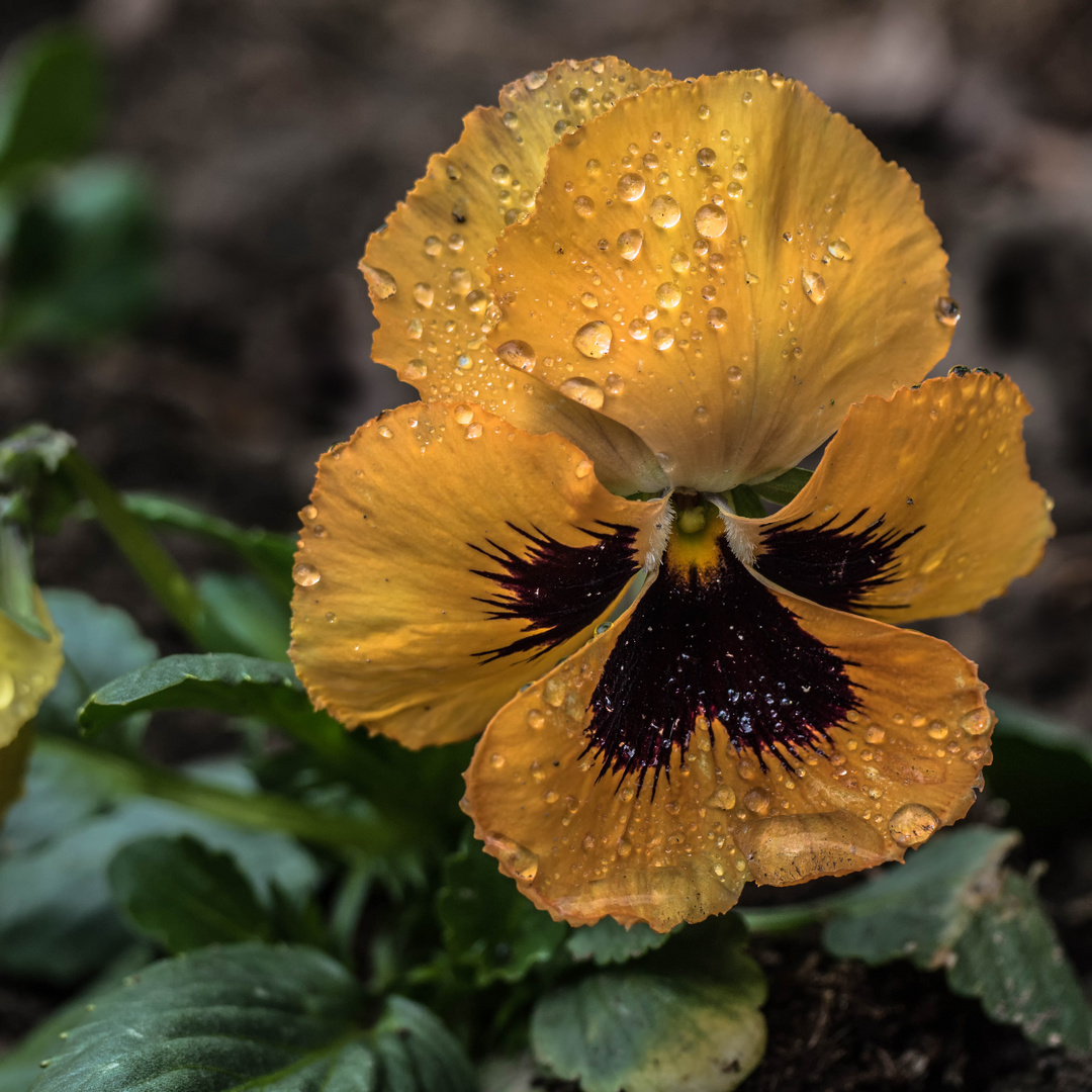 Nach dem Regen