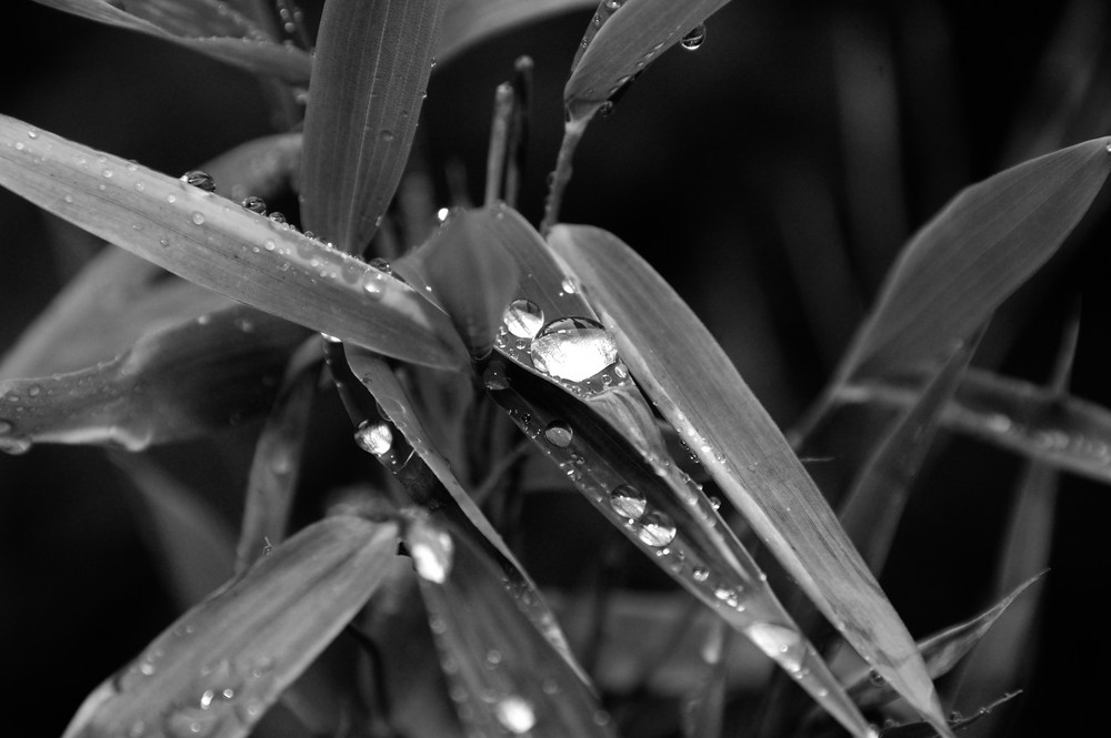 Nach dem Regen