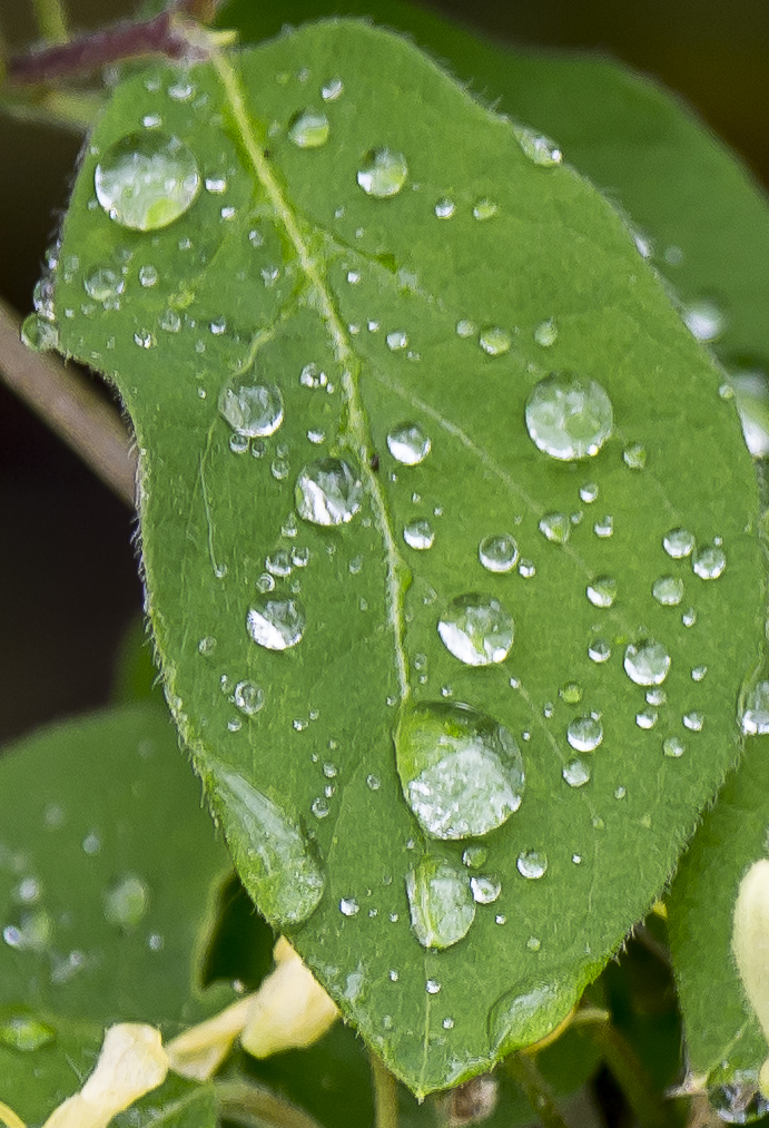 nach dem Regen