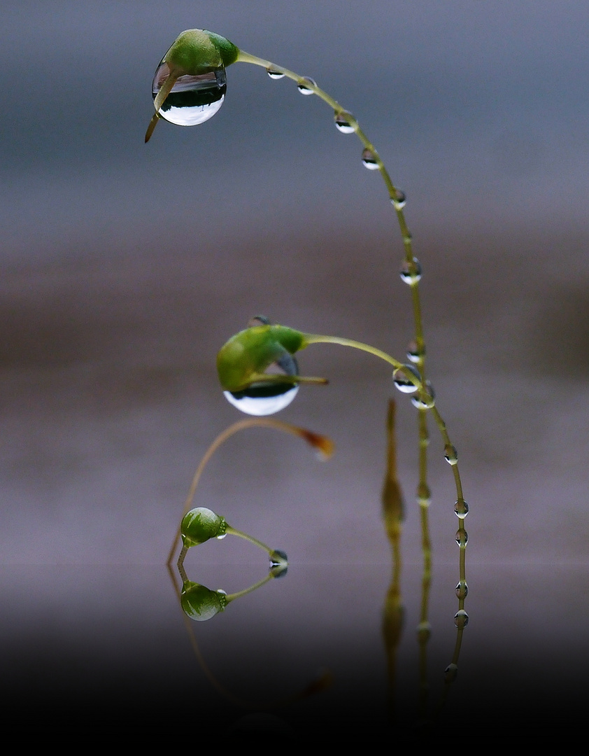 nach dem Regen