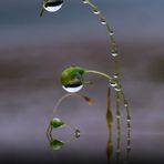 nach dem Regen